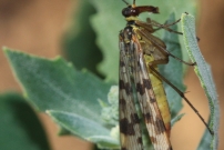 *Une mouche scorpion (Mcoptre - Panorpidae - Panorpa sp.)